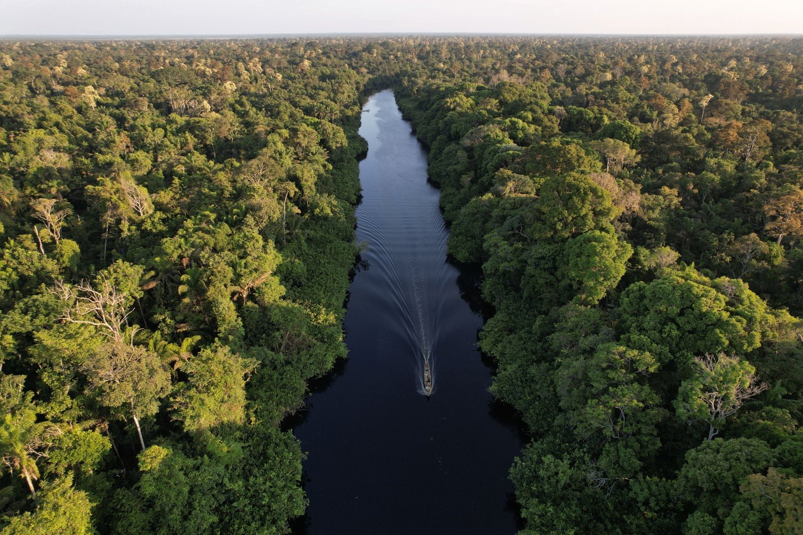 Suriname regenwoud